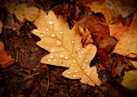 Τα άστρα 23-25 Σεπτεμβρίου 2016, με την Αφροδίτη στον Σκορπιό.