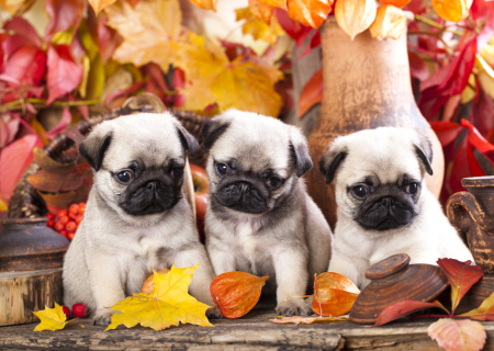Τα άστρα την Τετάρτη, με Αφροδίτη τετράγωνο Ποσειδώνα κι εξάγωνο Δία.