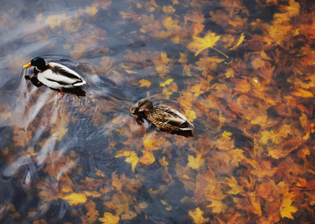 Τα άστρα την Τετάρτη, με τον Άρη στον Υδροχόο.