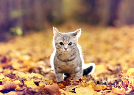 Τα άστρα 2 ως 4 Δεκεμβρίου, με Άρη τρίγωνο Δία και εξάγωνο Κρόνο.