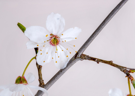 Οι αστρολογικές προβλέψεις 10 - 13 Ιουνίου 2019: Ο Ήλιος σε αντίθεση με Δία.