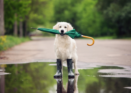 Το Αστροσκόπιο της εβδομάδας 17 έως 23/10/2016, από τον Χρίστο Ντούβλη.