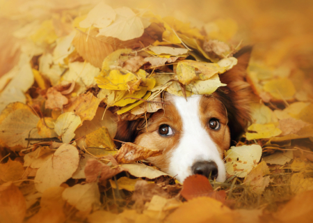 Το Αστροσκόπιο της εβδομάδας 21 έως 27/11/2016, από τον Χρίστο Ντούβλη.