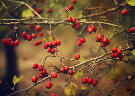 Το Αστροσκόπιο της εβδομάδας 3 έως 9/10/2016, από τον Χρίστο Ντούβλη.