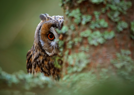 Τα άστρα την Τρίτη, με την Σελήνη στους Διδύμους.