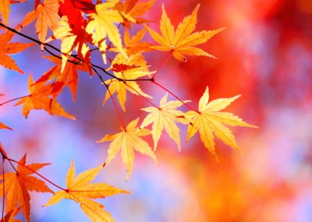 Τα άστρα την Δευτέρα, με την Σελήνη στον Υδροχόο.