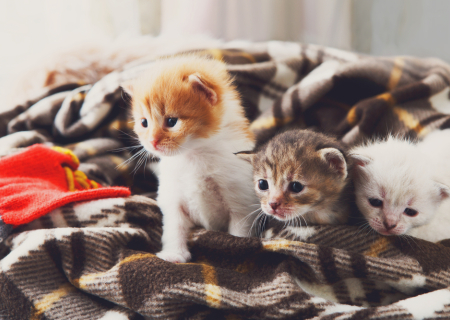 Τα άστρα την Δευτέρα, με την Σελήνη στους Διδύμους.